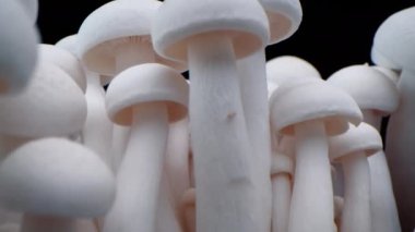 Şampiyonların Macro shot 'ı bir sıra mantarın üzerinde duruyor. Makro porcini mantarı yakın plan. Biyolojik mantar çerçeveleri. Siyah arka planda bir sürü mantar yetişir..