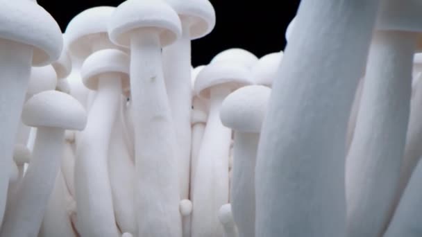 一排排的蘑菇中站着一大杯香菇 特写大肠蘑菇 生物蘑菇的框架 一束蘑菇长在黑色的背景上 — 图库视频影像