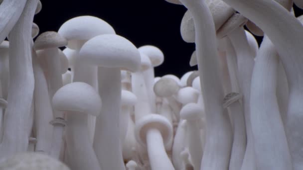 Macro Tiro Champinhons Estão Uma Fileira Cogumelos Cogumelos Macro Porcini — Vídeo de Stock