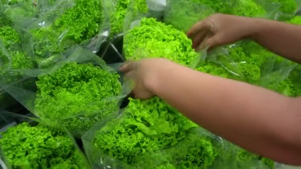 Mão Feminina Escolhe Salada Repolho Faz Compras Supermercado Compra Mantimentos — Vídeo de Stock