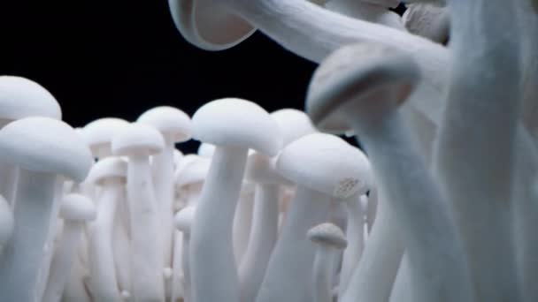침팬지 줄지어 늘어선 버섯들 사이에서 버섯을 클로즈업 사진입니다 생물학적 버섯의 — 비디오