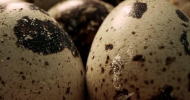 Top View Κλείσιμο Αυγών Ορτυκιού Αχυρένια Φωλιά Βιολογική Καλλιέργεια Φυσική — Αρχείο Βίντεο