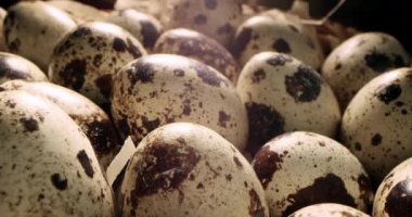 Saman yuvasındaki bıldırcın yumurtalarını kapatın. Organik tarım, doğal natürmort. İlkbahar, Paskalya. Bıldırcın yumurtalarının dönüşümlü görüntüsü. Parlak renkli bıldırcın yumurtaları. Makro. Seçici odaklanma. Bıldırcın.