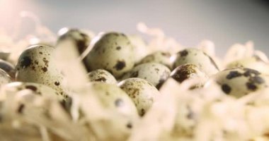 Saman yuvasındaki bıldırcın yumurtalarını kapatın. Organik tarım, doğal natürmort. İlkbahar, Paskalya. Bıldırcın yumurtalarının dönüşümlü görüntüsü. Parlak renkli bıldırcın yumurtaları. Makro. Seçici odaklanma. Bıldırcın.