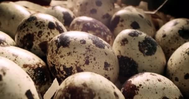 Top View Κλείσιμο Αυγών Ορτυκιού Αχυρένια Φωλιά Βιολογική Καλλιέργεια Φυσική — Αρχείο Βίντεο