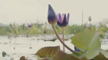 Beyaz Su Zambağı 'nın Botanik Hızı Mavi Arkaplanda Hızla Yüzen Bulutlarda Açılıp Açması. Göldeki Güzel Nilüfer Çiçeği 'nin Kapağı.