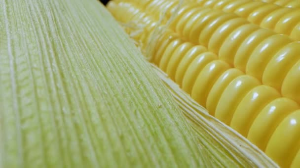 Kukoricatermesztés Macro Fotózás Kukorica Cobs Csomagolt Csomagolt Raklapos Késztermékek Eladásra — Stock videók