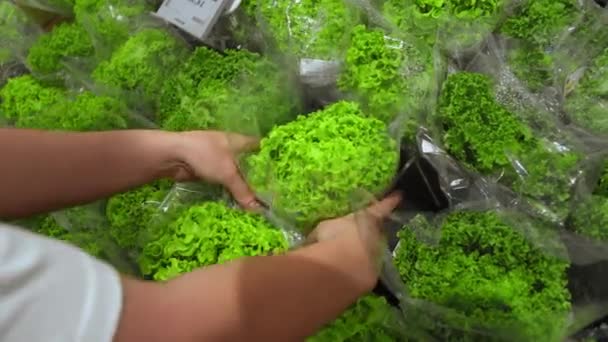 Mão Feminina Escolhe Salada Repolho Faz Compras Supermercado Compra Mantimentos — Vídeo de Stock