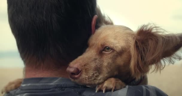 Film Bliska Portret Szczęśliwego Mężczyzny Pieszczącego Przytulającego Swojego Psa Rodowodowego — Wideo stockowe