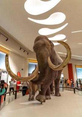 Mammoth Museum, Santa Lucia Mexico 
