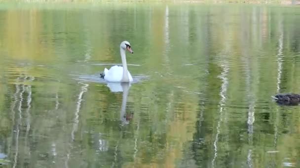 Bílá Labuť Plave Jezírku Jezera Wild Němá Labuť Městském Parku — Stock video