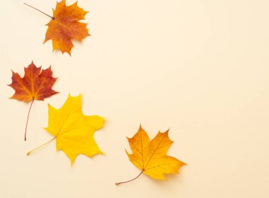 Bej yüzeyinde sonbahar akçaağaç yapraklarıyla basit bir kompozisyon. Düz olarak sonbahar durgun yaşam, üst görünüm, metin için boşluk