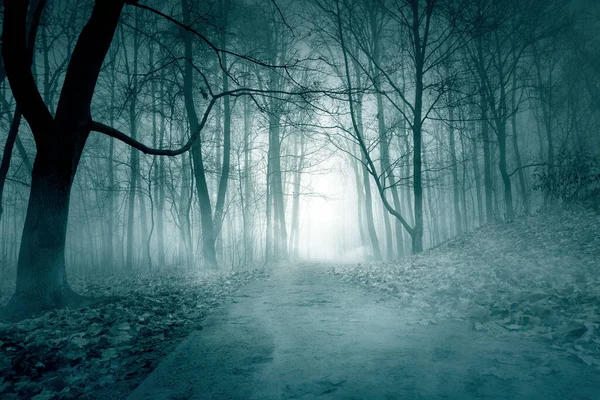 안개낀 푸르스름 어둠의 나무들로 뒤덮인 — 스톡 사진