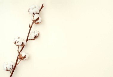 Minimal composition with cotton plant on beige background, top view, space for text