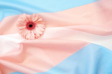 Pink flower on pink-blue flag as symbol of transgender persons, concept picture