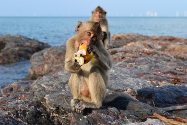 maymun Adası'nda yemek