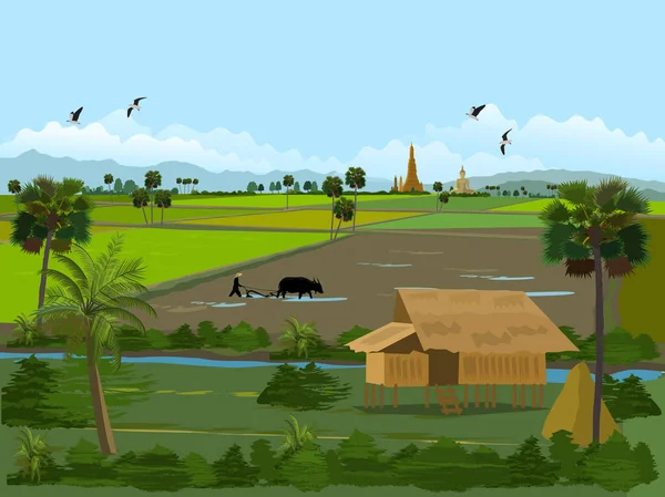 Campos Arroz Tailandia Casas Agricultores Campos Verdes Agricultores Arando Campos — Vector de stock