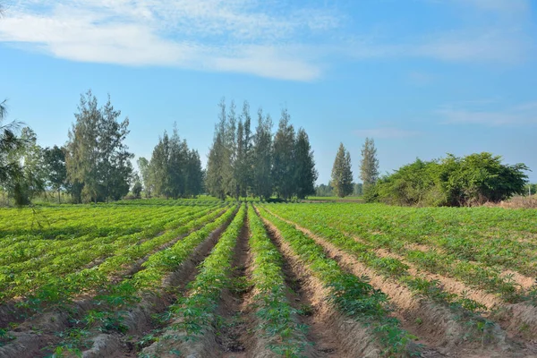 Cassava Sapling Several Long Earth Grooves Sky Background — Stock Photo, Image