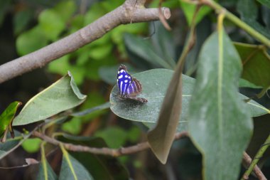 Kelebek parkında Samanotu Kelebeği