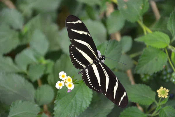 Zebra Longwing Butterfly Butterfly Park — Stock Photo, Image