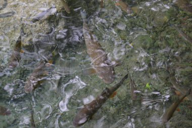 Plitvice göllerinin muhteşem manzaraları