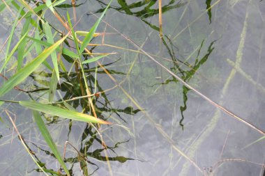 Plitvice göllerinin muhteşem manzaraları