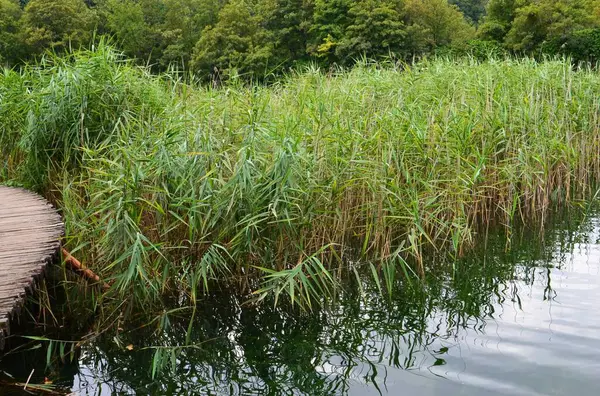 Paesaggi Favolosi Dei Laghi Plitvice — Foto Stock