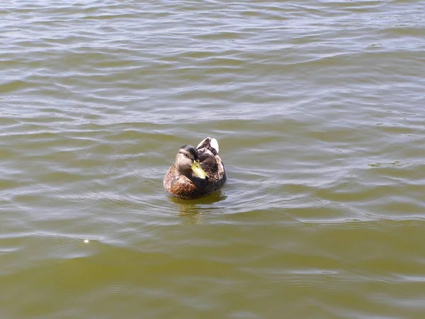 Leba Ein Fischerdorf Der Ostsee — Stockfoto