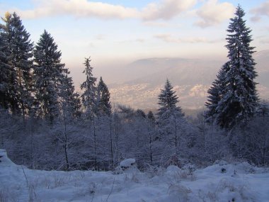 Karla kaplı sihirli ağaçlar