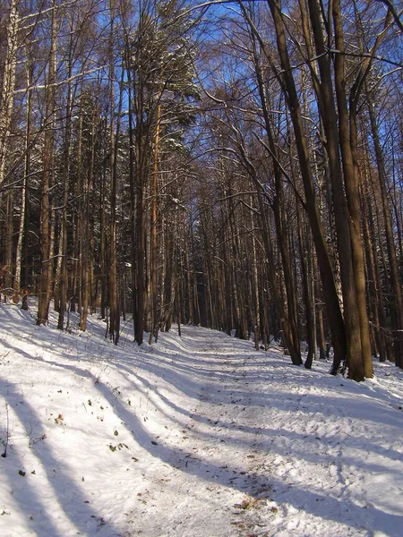 Magic Trees Covered Snow — Stock Photo, Image