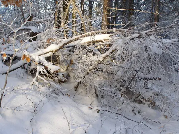Árvores Mágicas Cobertas Neve — Fotografia de Stock