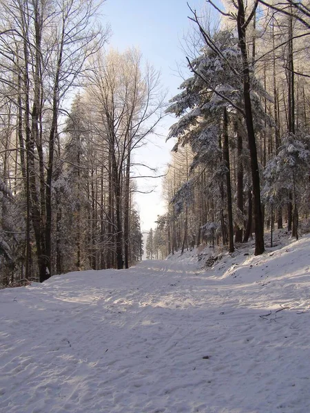 Magic Trees Covered Snow — Stock Photo, Image