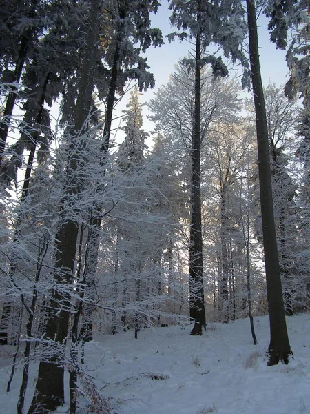 Magic Trees Covered Snow — Stock Photo, Image