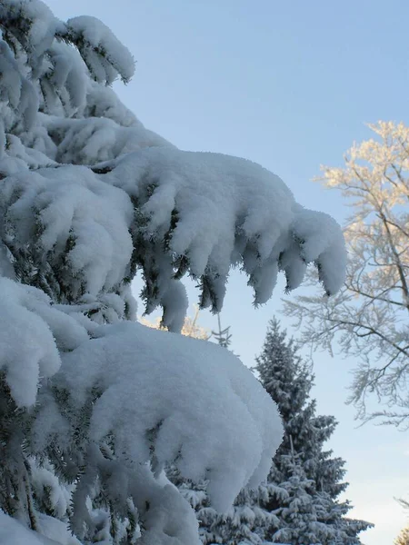 Árvores Mágicas Cobertas Neve — Fotografia de Stock