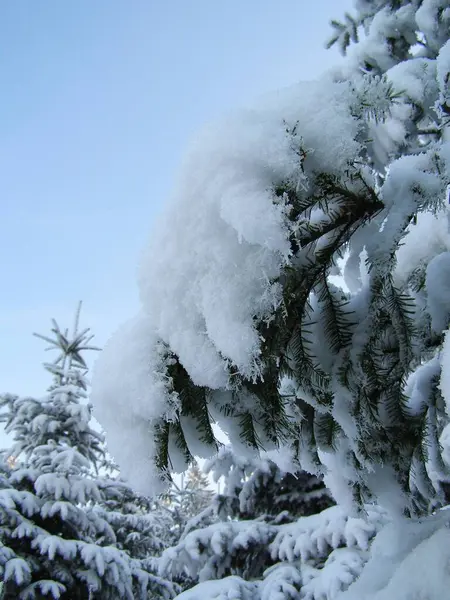 雪に覆われた魔法の木 — ストック写真