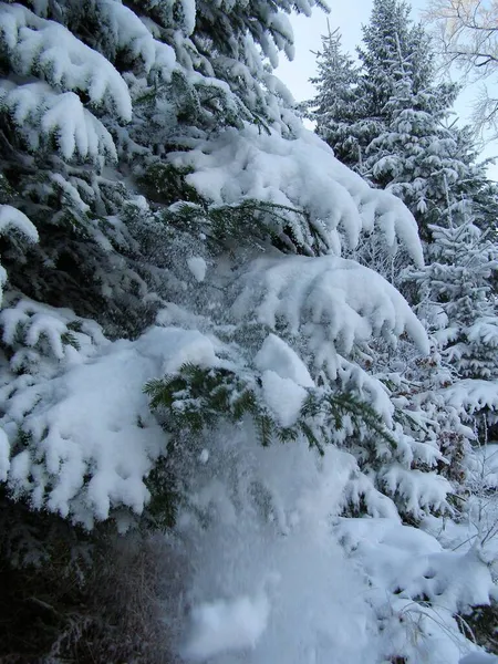 雪に覆われた魔法の木 — ストック写真