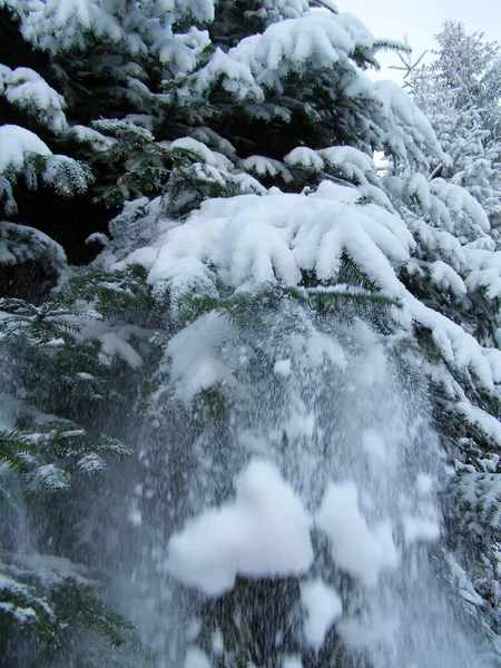 Árvores Mágicas Cobertas Neve — Fotografia de Stock
