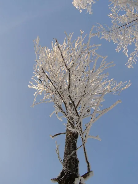 Magische Bomen Bedekt Met Sneeuw — Stockfoto