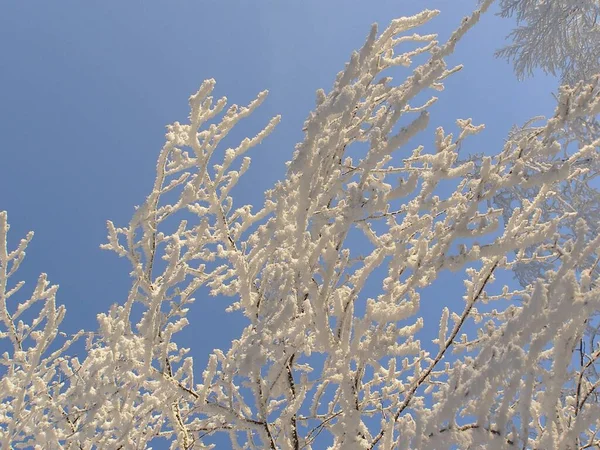 Alberi Magici Coperti Neve — Foto Stock