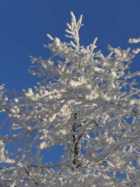 Arbres Magiques Couverts Neige — Photo