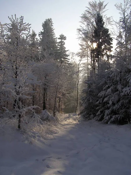 Magic Trees Covered Snow — Stock Photo, Image