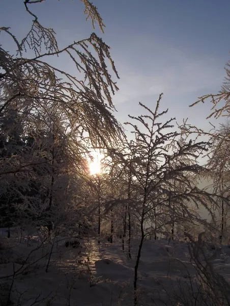 Alberi Magici Coperti Neve — Foto Stock