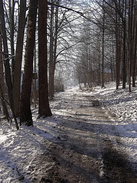 Floresta Encantada Inverno — Fotografia de Stock