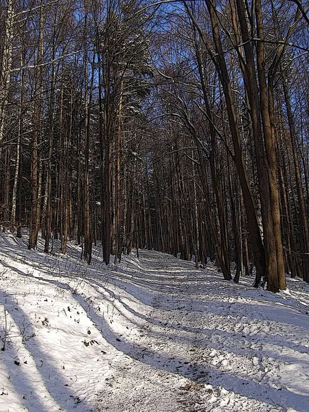 Floresta Encantada Inverno — Fotografia de Stock