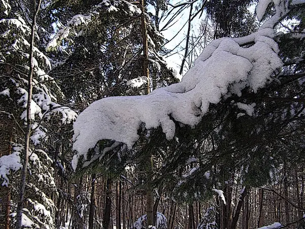 Floresta Encantada Inverno — Fotografia de Stock