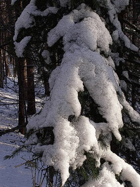 Floresta Encantada Inverno — Fotografia de Stock