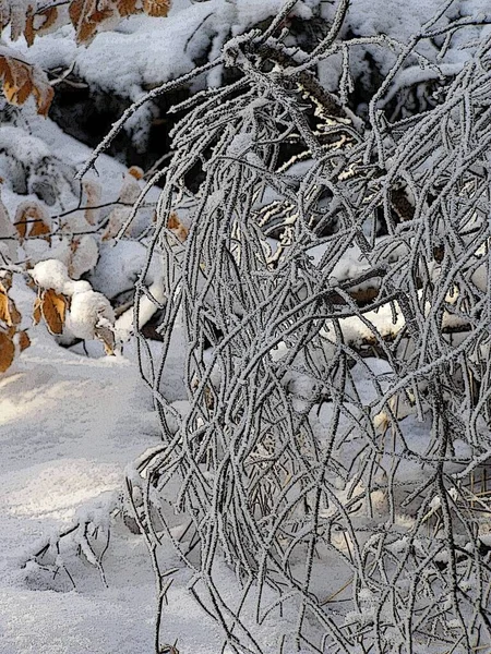 Foresta Incantata Inverno — Foto Stock