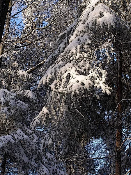 冬に魅了された森 — ストック写真