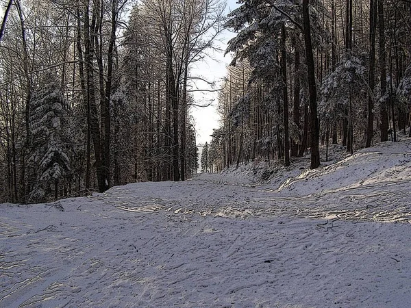 Forest Enchanted Winter — Stock Photo, Image