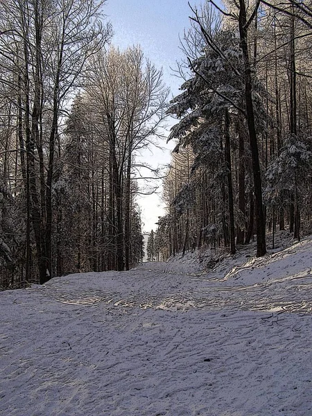 Forest Enchanted Winter — Stock Photo, Image